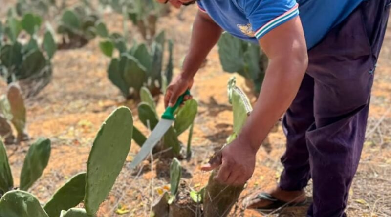 Prefeitura de Glória fortalece agricultura com cadastramento de produtores rurais